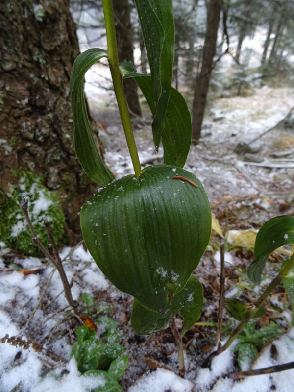 con un tocco particolare.....(Epipactis helleborine)